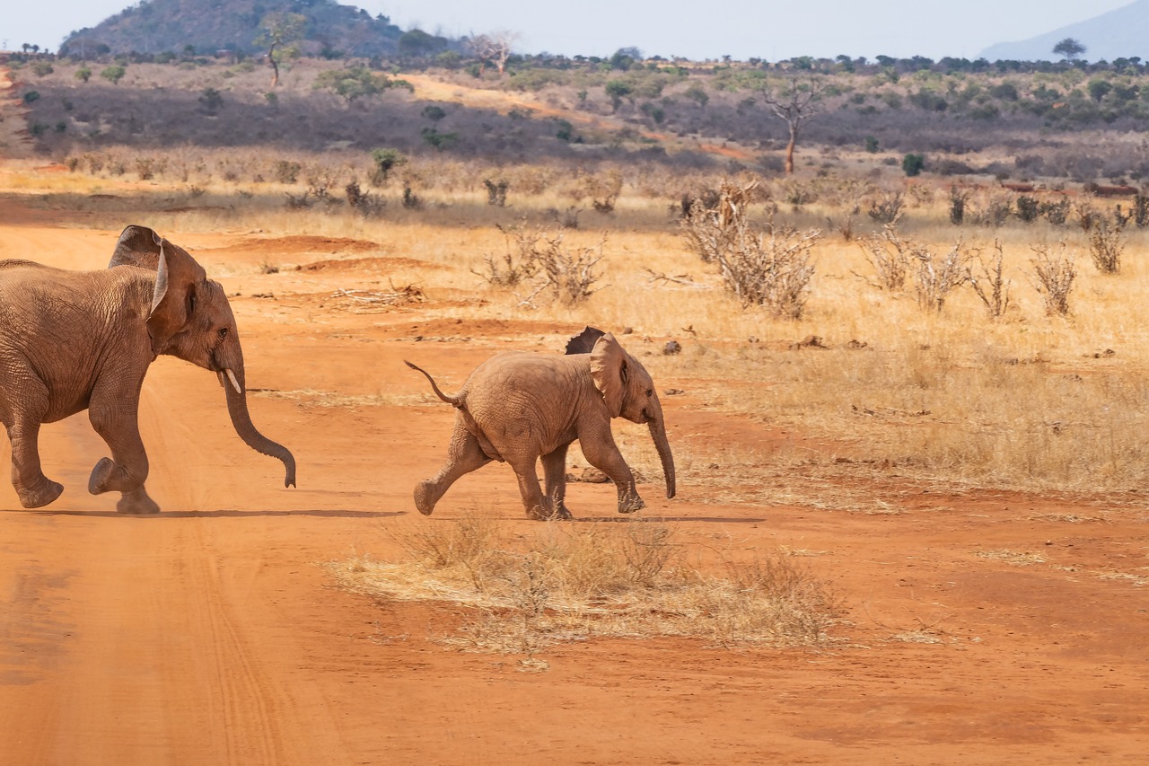 elefante en el safari